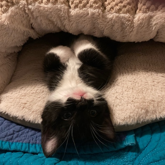 Kittens ๐ป๐ป๐ป - Picture 7 of 16